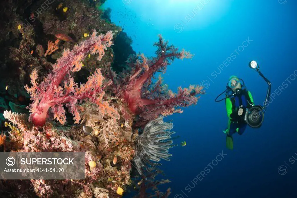 Scuba Diver And Red Soft Corals, Dendronephthya Sp., Wakaya, Lomaiviti, Fiji