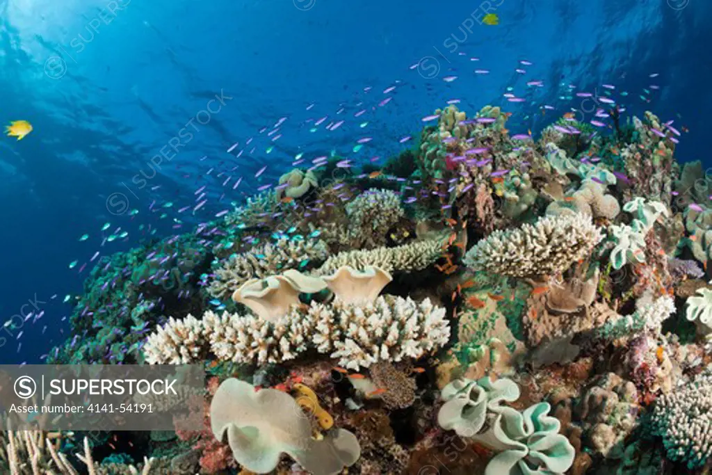 Species-Rich Coral Reef, Wakaya, Lomaiviti, Fiji