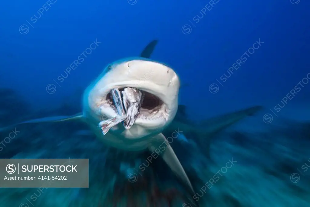 Bull Shark, Carcharhinus Leucas, Beqa Lagoon, Viti Levu, Fiji