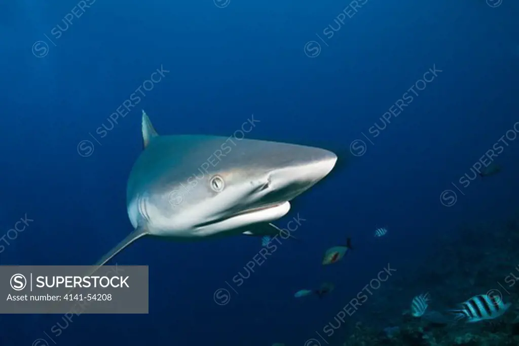 Grey Reef Shark, Carcharhinus Amblyrhynchos, Beqa Lagoon, Viti Levu, Fiji