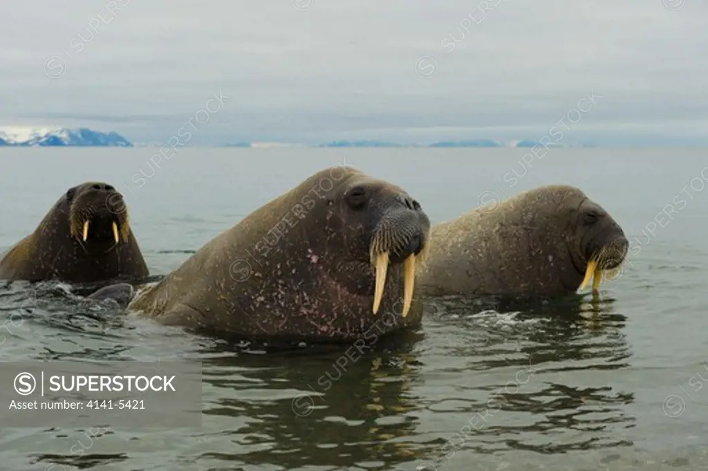 walrus, odobenus rosmarus; spitsbergen.