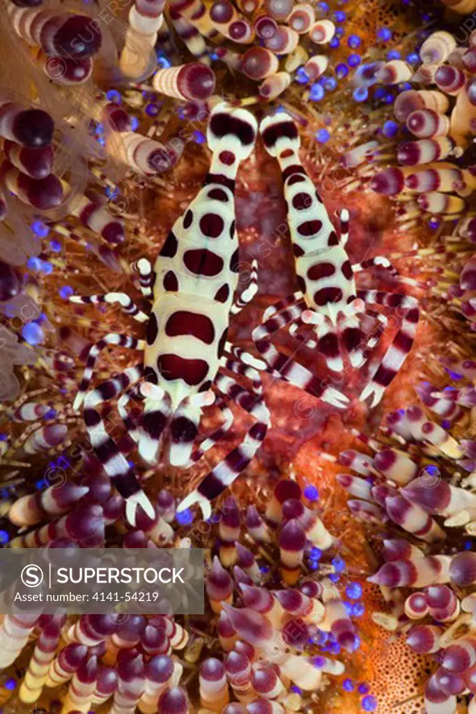 Commensal Shrimp Of Fire Sea Urchin, Periclimenes Colemani, Alam Batu, Bali, Indonesia