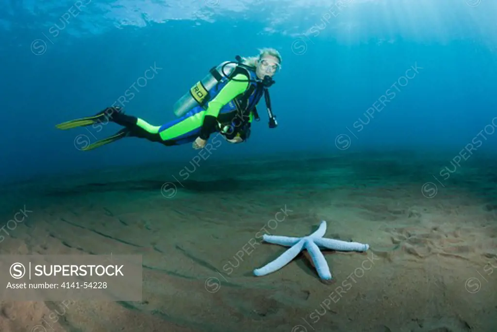 Scuba Diver And Blue Sea Star, Linckia Laevigata, Alam Batu, Bali, Indonesia
