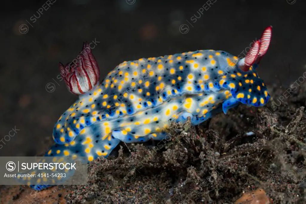 Blue Nudibranch, Hypselodoris Obscura, Alam Batu, Bali, Indonesia