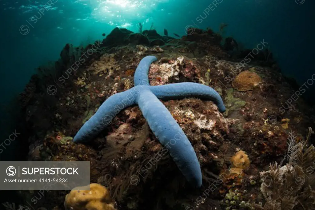 Blue Starfish In Coral Reef, Linckia Laevigata, Alam Batu, Bali, Indonesia