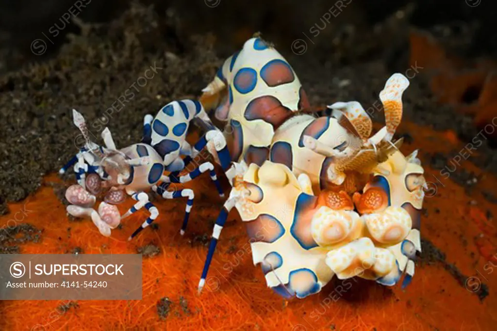 Pair Of Harlequin Shrimps, Hymenocera Elegans, Alam Batu, Bali, Indonesia