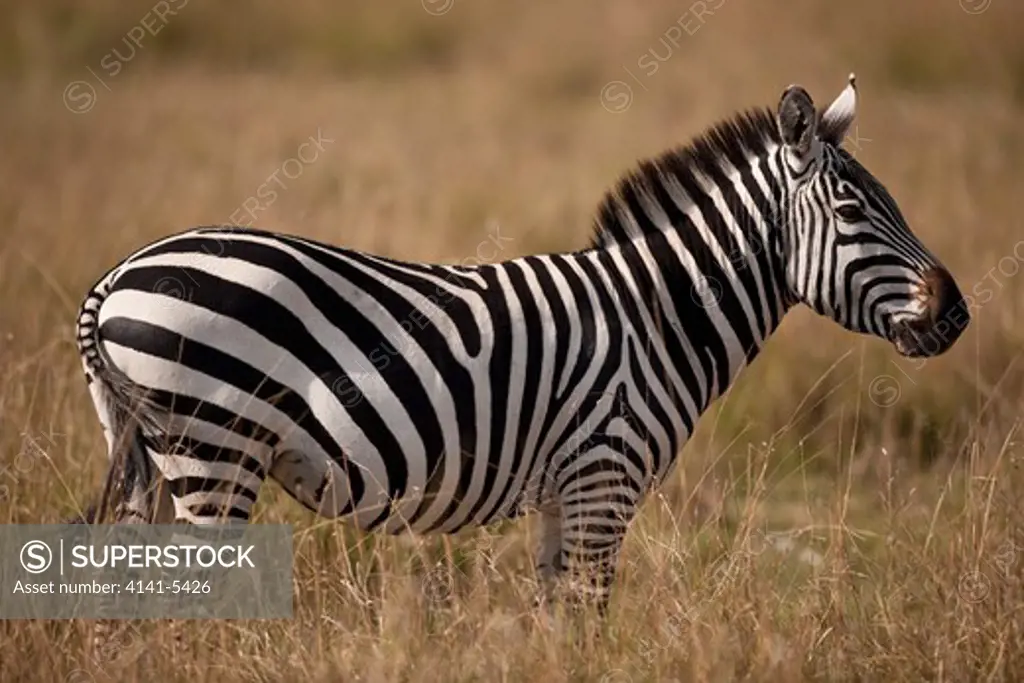 common zebra, equus burchelli; masai mara, kenya