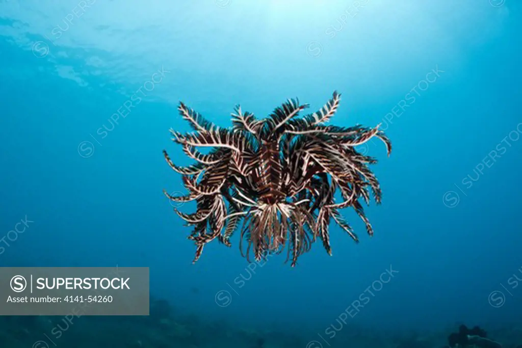 Crinoid Hover Over Reef, Comantheria Sp., Alam Batu, Bali, Indonesia