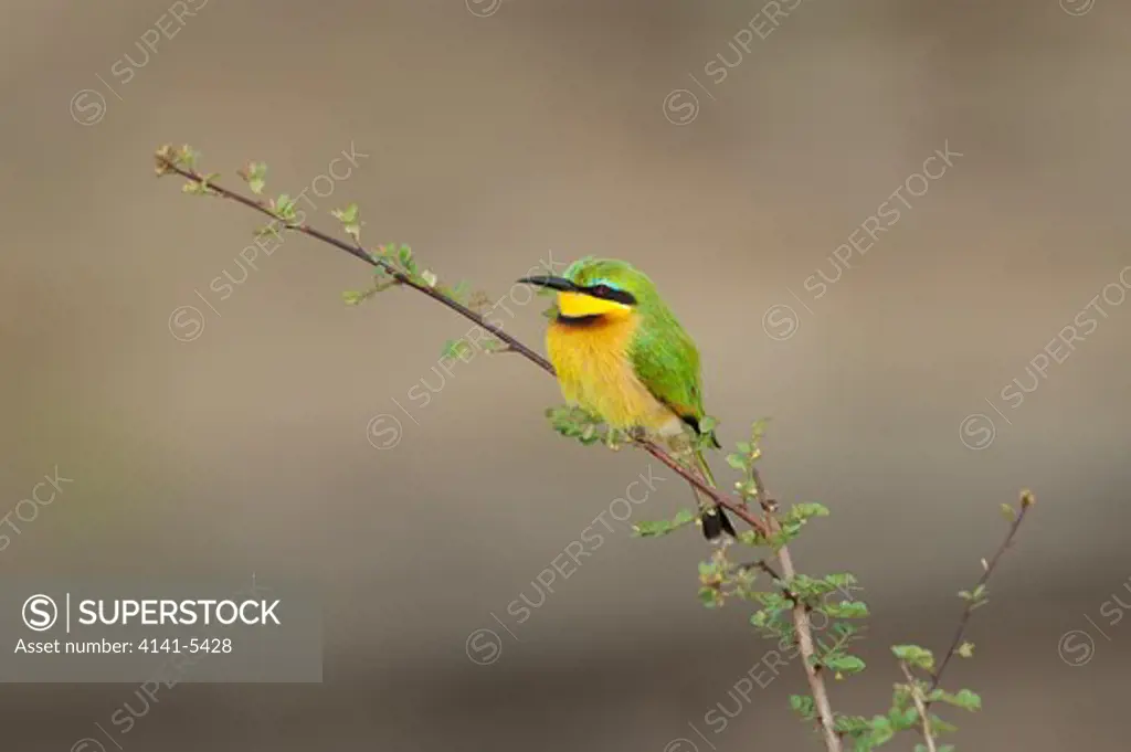 a little bee-eater has a favorite perch to watch for insects, masai mara, kenya; merops pusillus.