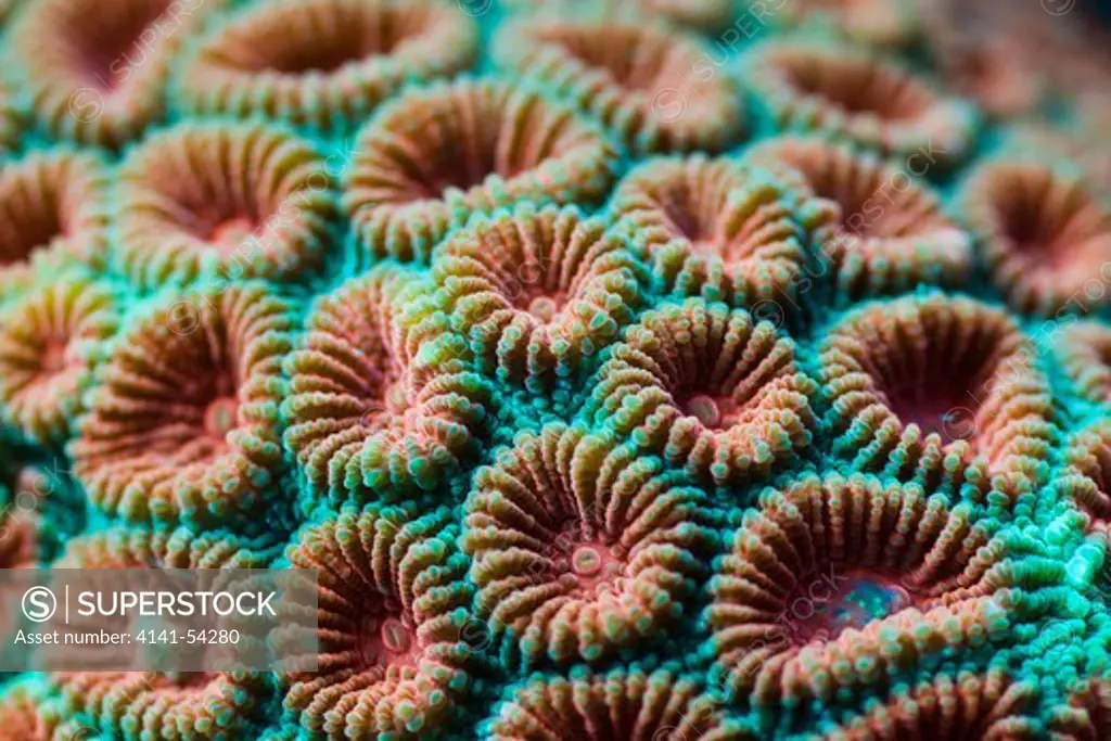 Fluorescent Hard Coral, Diploastrea Heliopora, Alam Batu, Bali, Indonesia