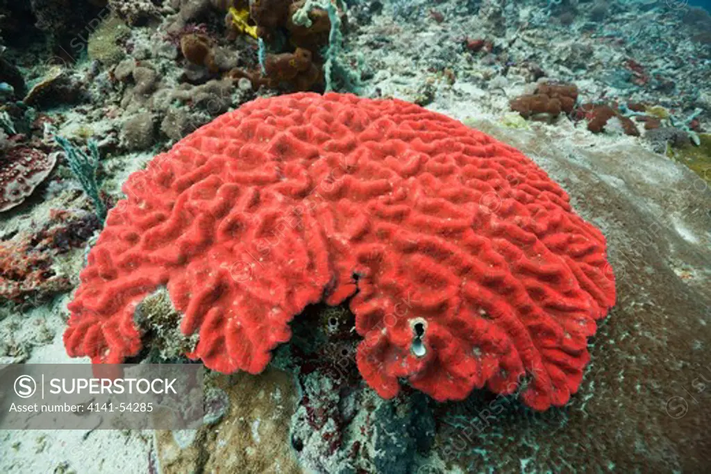 Fluorescent Hard Coral, Platygyra Sp., Alam Batu, Bali, Indonesia