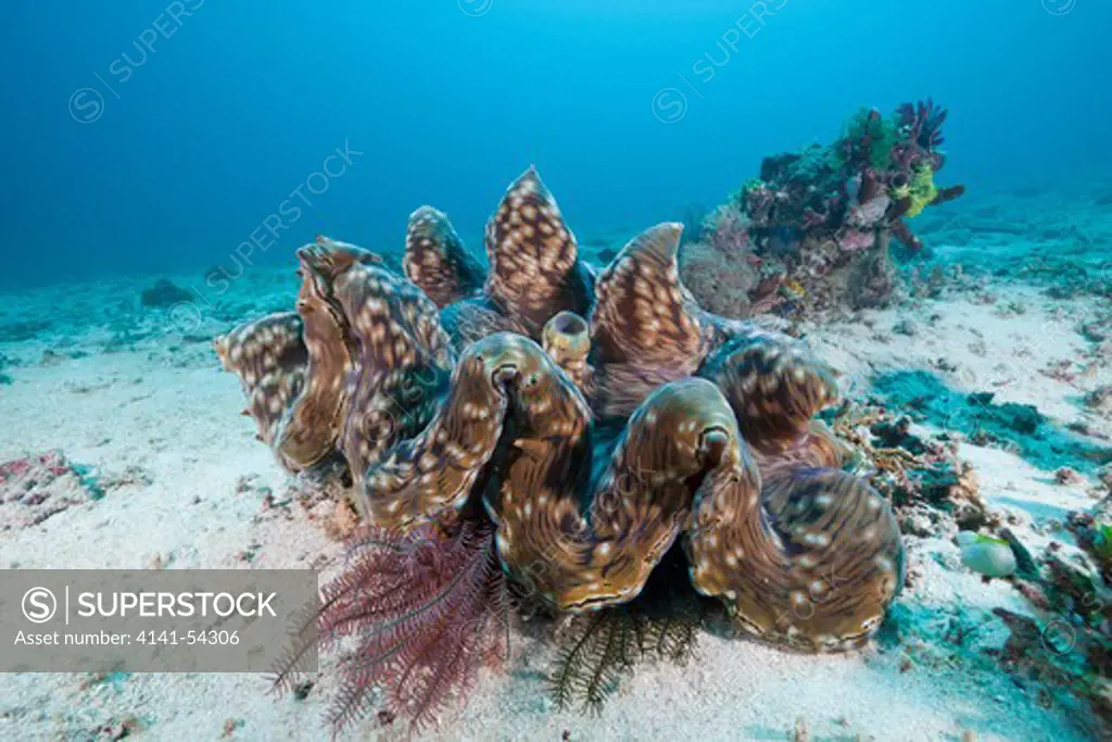 Giant Clam, Tridacna Squamosa, Amed, Bali, Indonesia