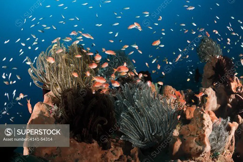 Anthias Over Coral Reef, Pseudanthias Squamipinnis, Amed, Bali, Indonesia