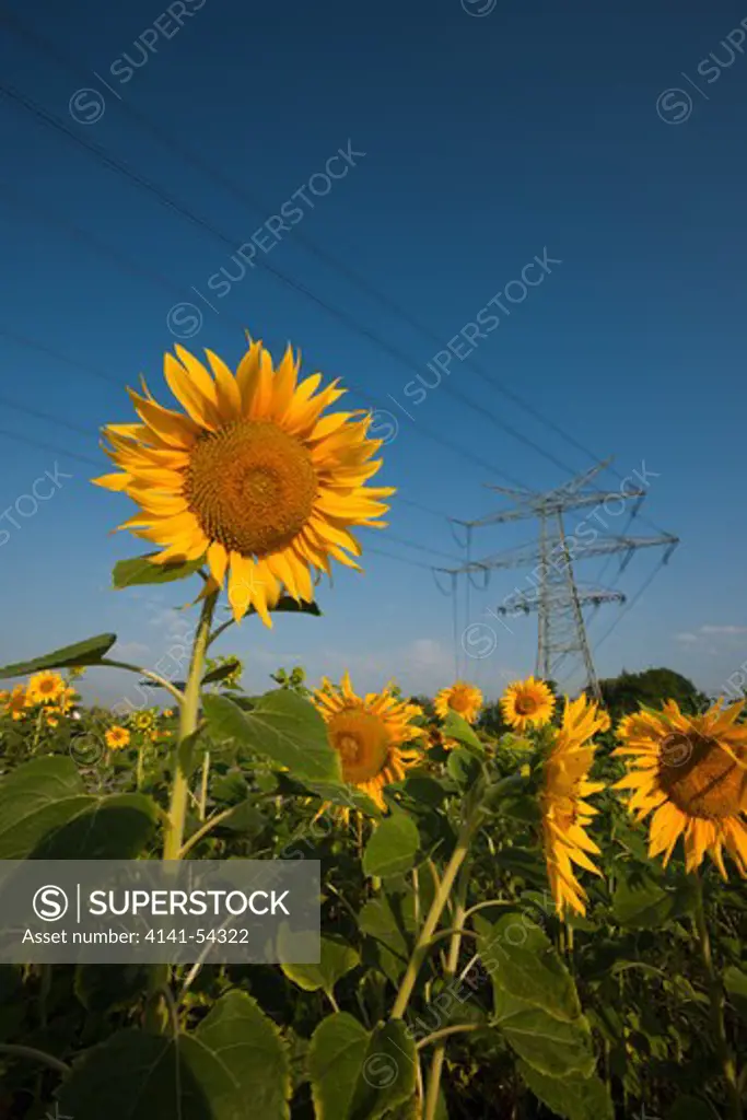 Power Lines Over Sunflower Field, Helianthus Annuus, Munich, Bavaria, Germany