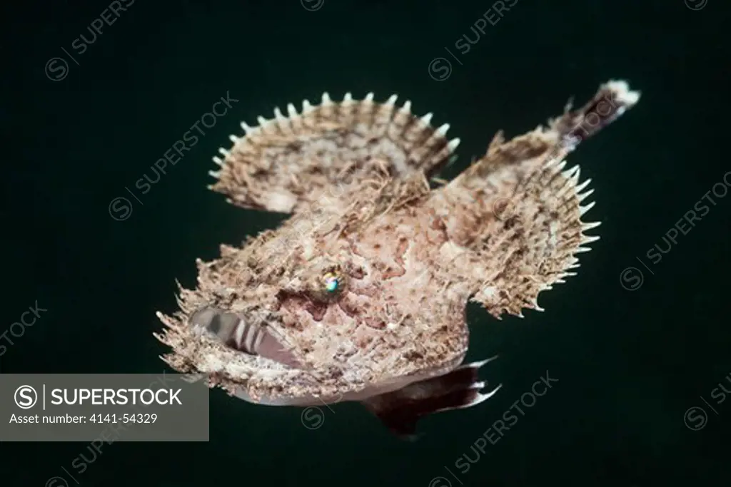 Short-Spined Anglerfish, Lophius Budegassa, Cap De Creus, Costa Brava, Spain