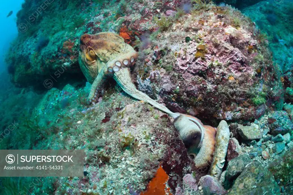 Mating Of Common Octopus, Octopus Vulgaris, Cap De Creus, Costa Brava, Spain