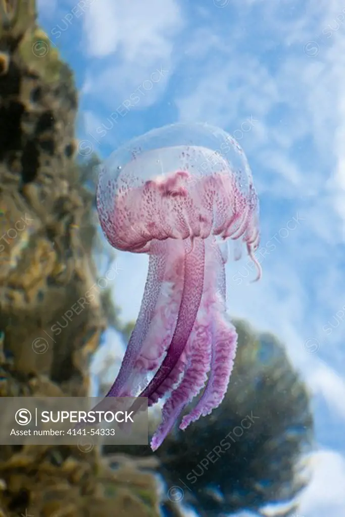 Mauve Stinger Jellyfish, Pelagia Noctiluca, Cap De Creus, Costa Brava, Spain