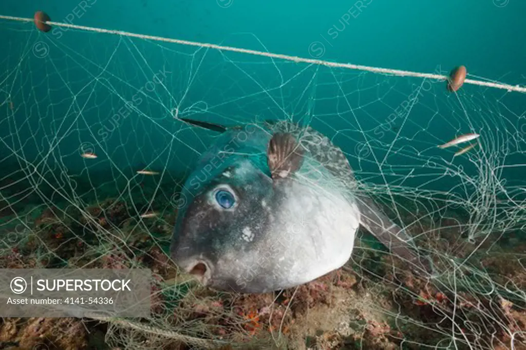 Sunfish Trapped In Lost Fishing Net, Mola Mola, Cap De Creus, Costa Brava, Spain