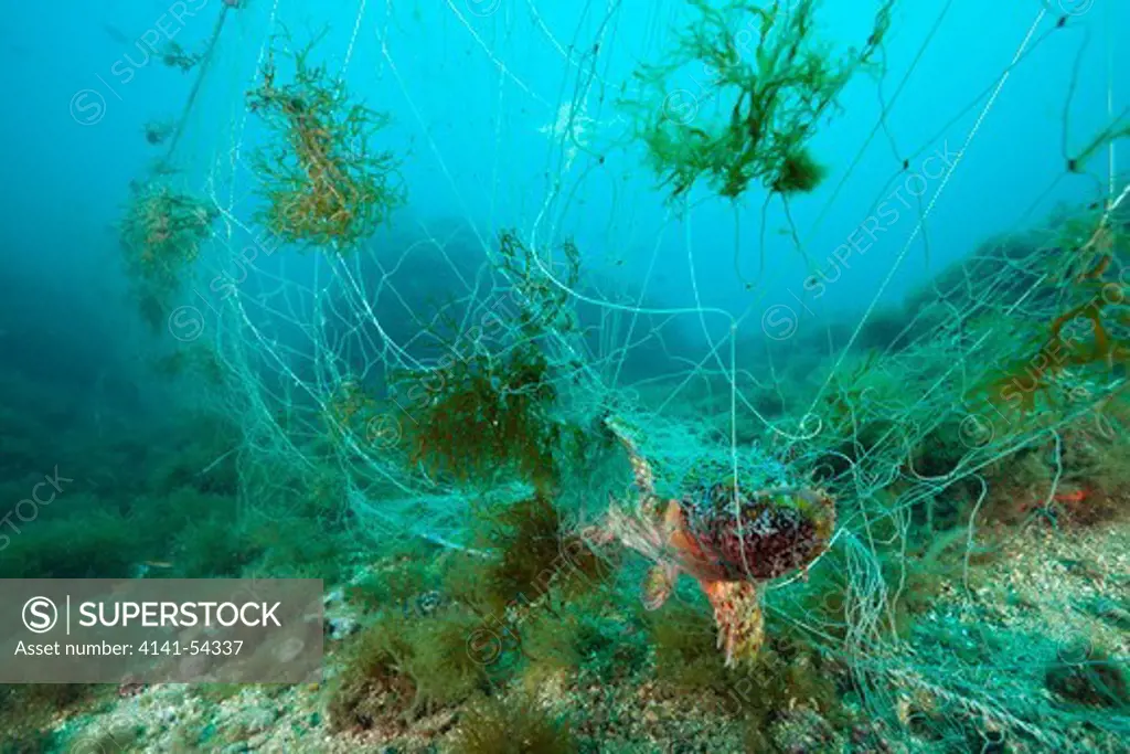 Rockfish Trapped In Lost Fishing Net, Scorpaena Scrofa, Cap De Creus, Costa Brava, Spain