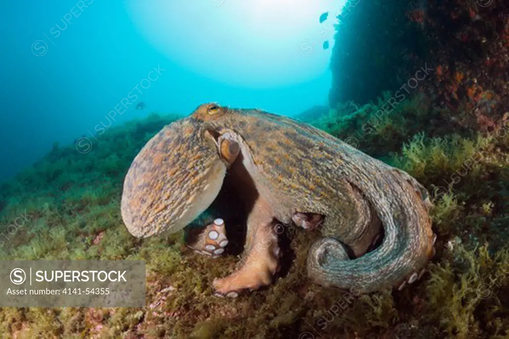 Common Octopus Over Reef, Octopus Vulgaris, Cap De Creus, Costa Brava, Spain