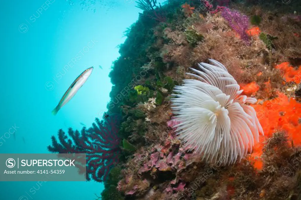 Spiral Tube Worm In Coral Reef, Spirographis Spallanzani, Cap De Creus, Costa Brava, Spain