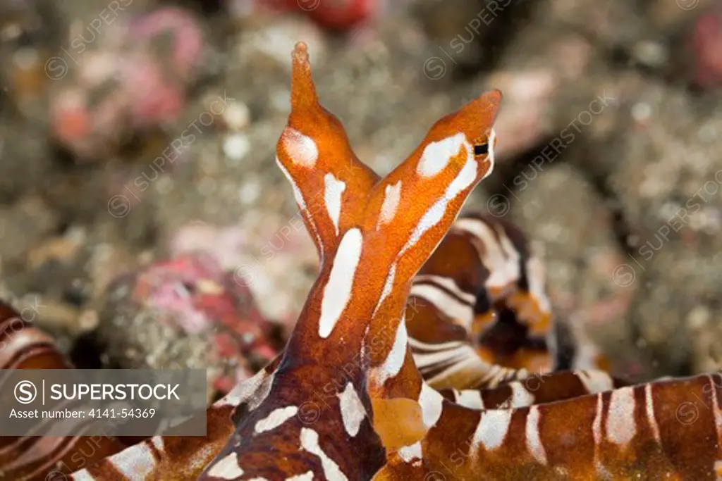 Wonderpus Octopus, Wunderpus Photogenicus, Lembeh Strait, North Sulawesi, Indonesia