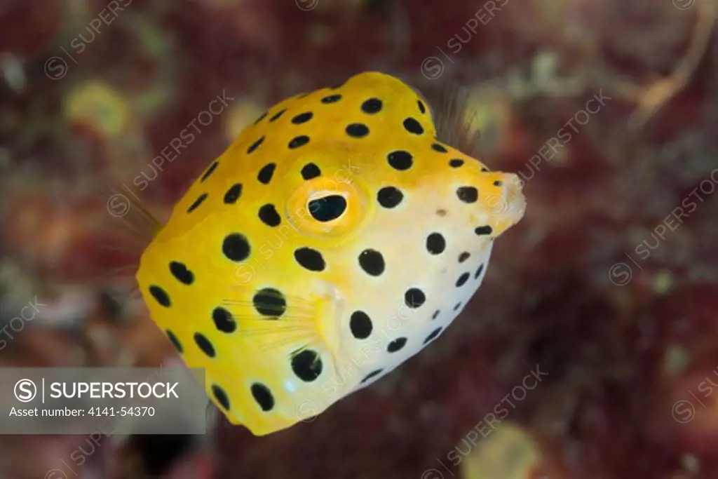 Juvenile Yellow Boxfish, Ostracion Cubicus, Lembeh Strait, North Sulawesi, Indonesia