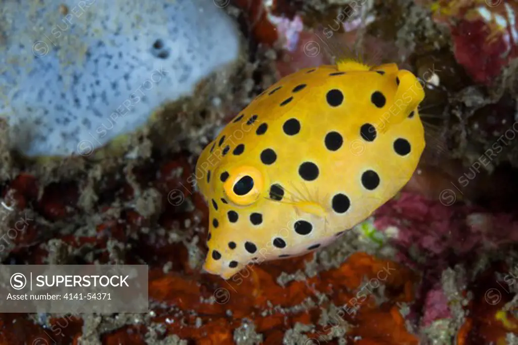 Yellow Boxfish, Ostracion Cubicus, Lembeh Strait, North Sulawesi, Indonesia