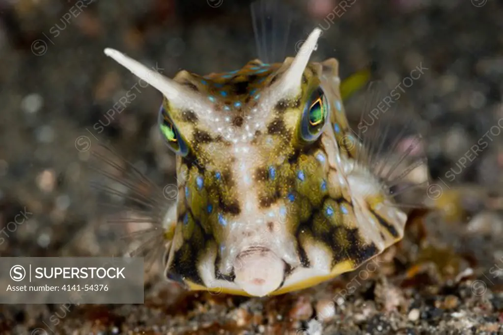 Longhorn Boxfish, Lactoria Cornuta, Lembeh Strait, North Sulawesi, Indonesia