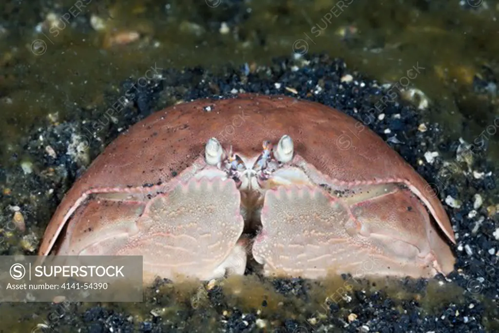 Box Crab, Calappa Calappa, Lembeh Strait, North Sulawesi, Indonesia