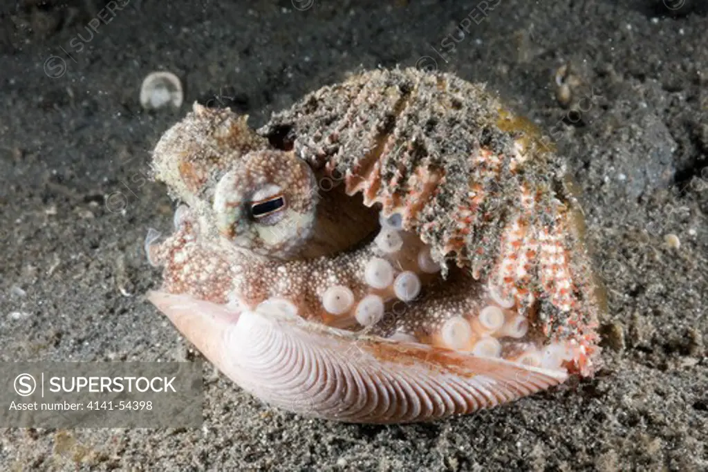 Coconut Octopus Hiding In Shell, Octopus Marginatus, Lembeh Strait, North Sulawesi, Indonesia