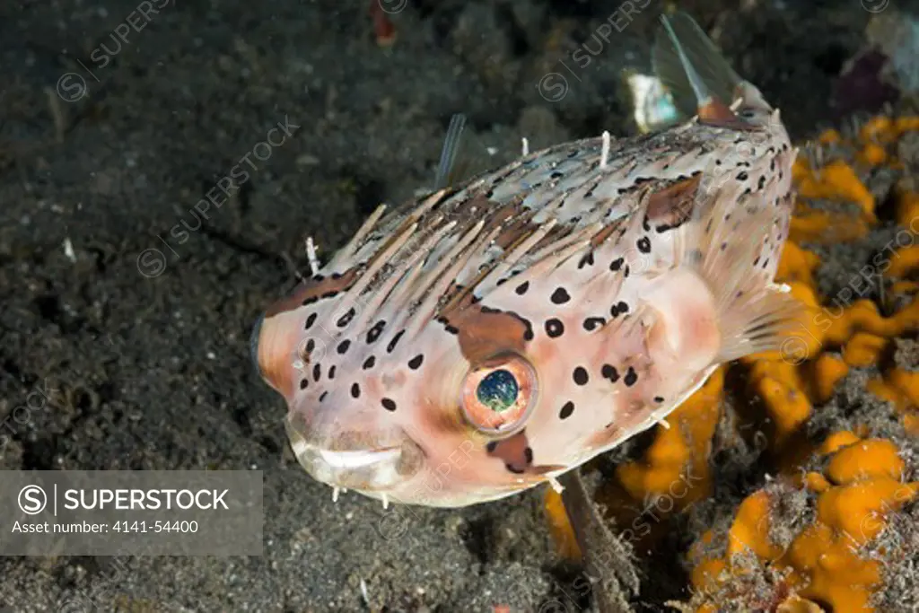 Balloon Porcupinefish, Diodon Holocanthus, Lembeh Strait, North Sulawesi, Indonesia