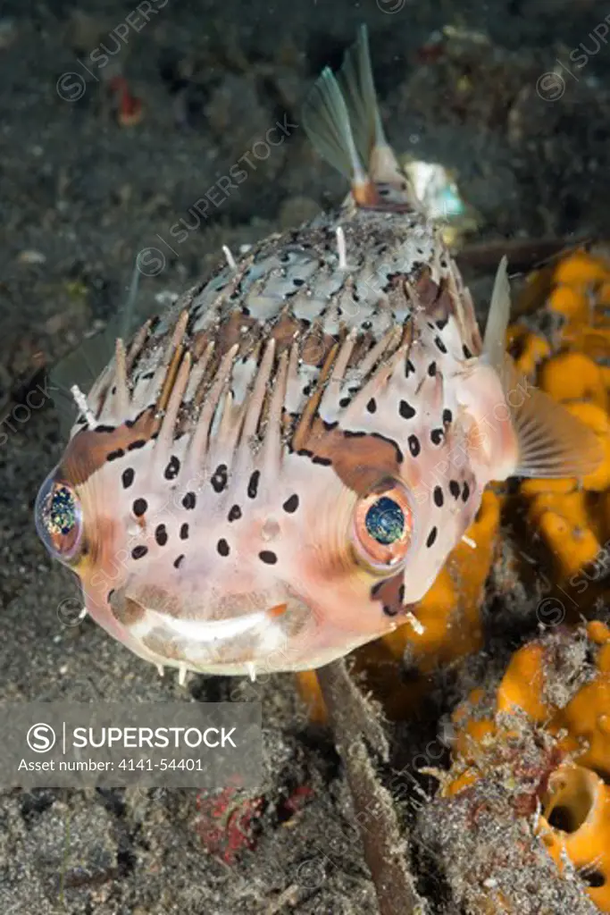 Balloon Porcupinefish, Diodon Holocanthus, Lembeh Strait, North Sulawesi, Indonesia