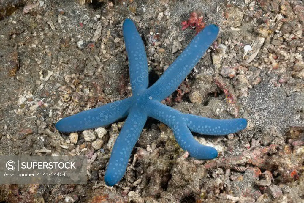Blue Starfish With Six Arms, Linckia Laevigata, Lembeh Strait, North Sulawesi, Indonesia