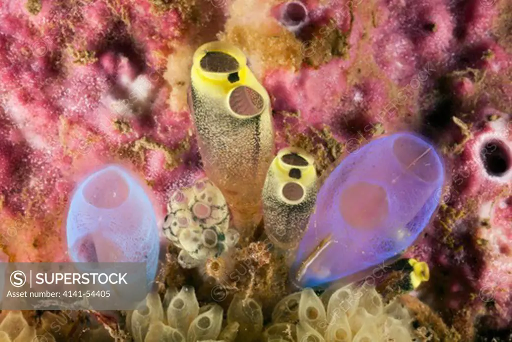 Colony Of Tunicates, Clavelina Robusta, Rhopalaea Morph, Lembeh Strait, North Sulawesi, Indonesia