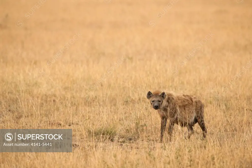 a spotted hyaena stares at the photographer; masai mara, kenya; crocuta crocuta.