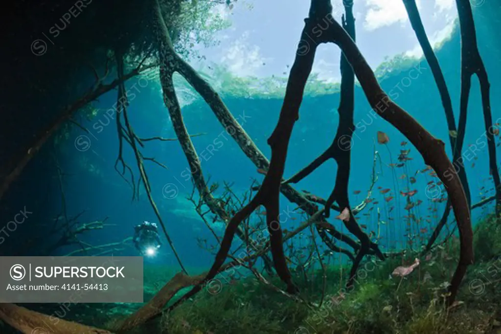 Scuba Diver In Car Wash Cenote Aktun Ha, Tulum, Yucatan Peninsula, Mexico