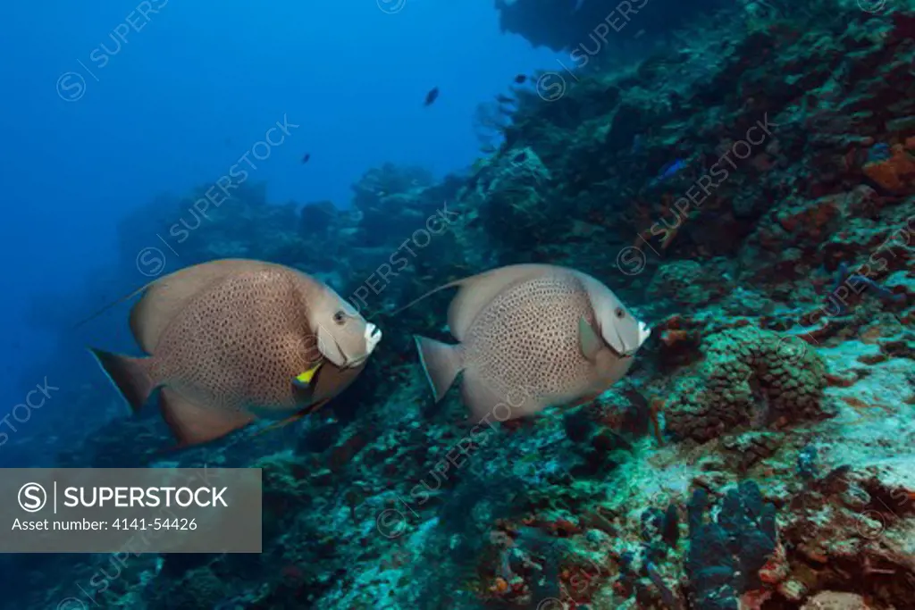 Gray Angelfish, Pomacanthus Arcuatus, Cozumel, Caribbean Sea, Mexico
