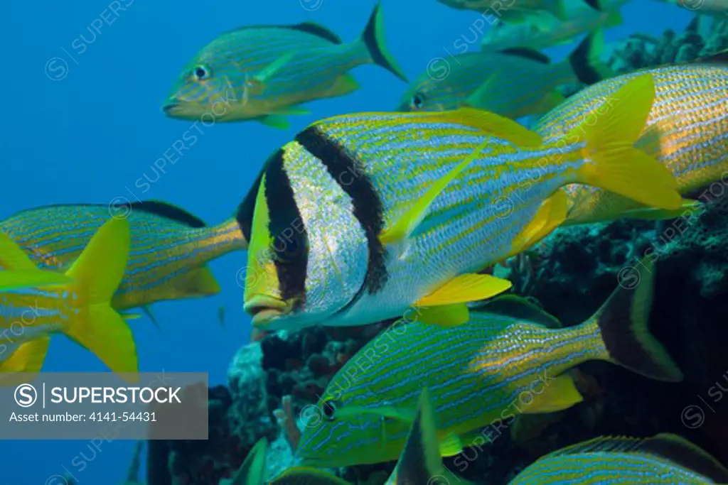 Porkfish And Bluestriped Grunt, Anisotremus Virginicus, Haemulon Sciurus, Cozumel, Caribbean Sea, Mexico