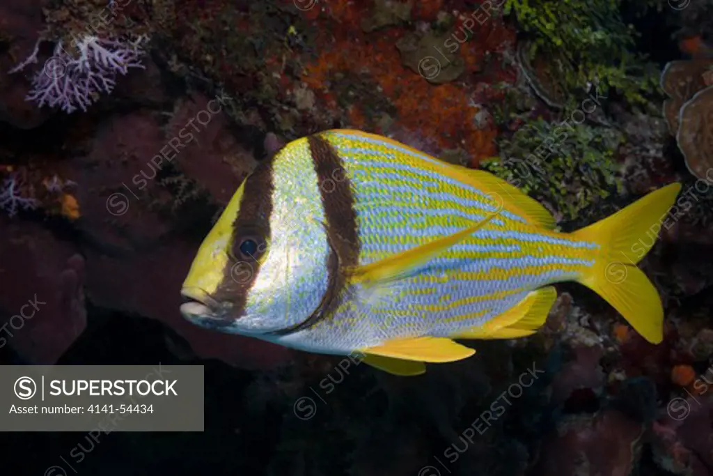 Porkfish, Anisotremus Virginicus, Cozumel, Caribbean Sea, Mexico