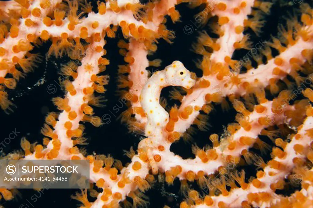 Denise Pygmy Seahorse, Hippocampus Denise, Raja Ampat, West Papua, Indonesia