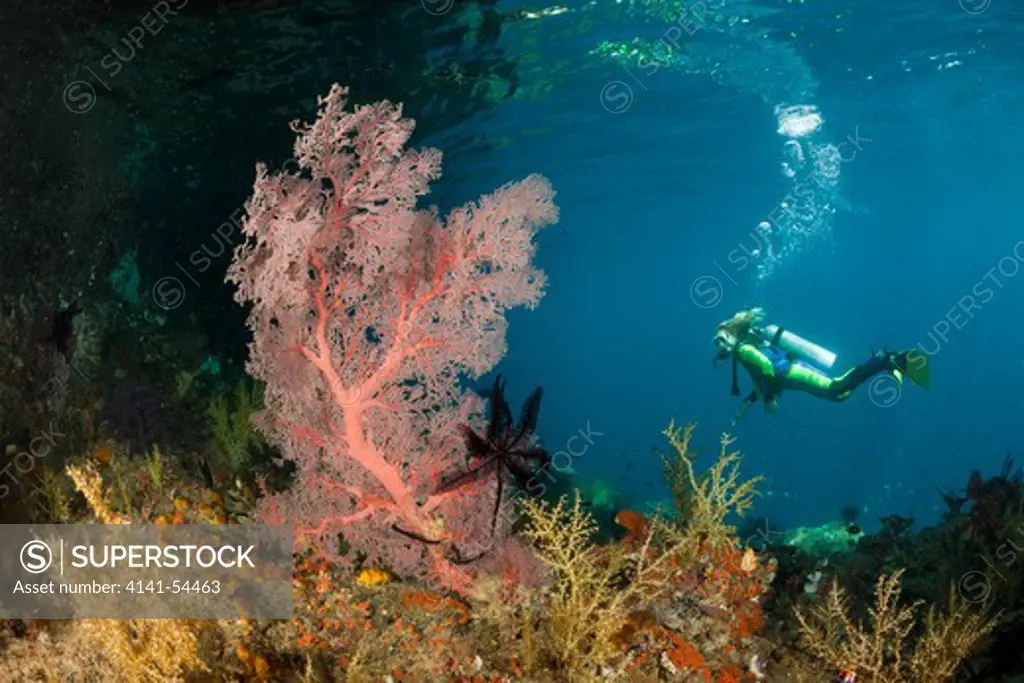 Scuba Diver At Coral Reef, Raja Ampat, West Papua, Indonesia