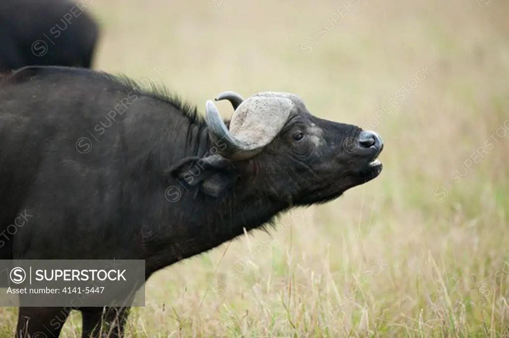 a male cape buffalo tests the air, syncerus caffer; masai mara, kenya.