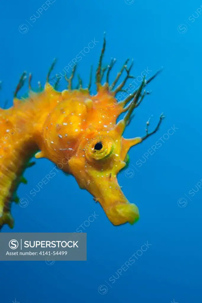 Yellow Longsnouted Seahorse, Hippocampus Ramulosus, Tamariu, Costa Brava, Mediterranean Sea, Spain