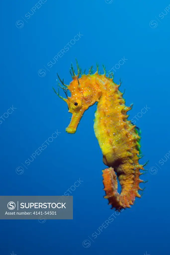 Longsnouted Seahorse, Hippocampus Ramulosus, Tamariu, Costa Brava, Mediterranean Sea, Spain