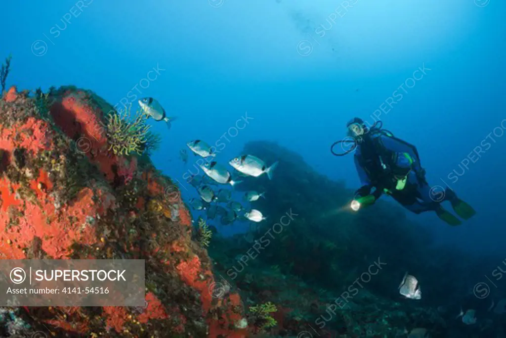 Diver And Two-Banded Breams, Diplodus Vulgaris, Tamariu, Costa Brava, Mediterranean Sea, Spain