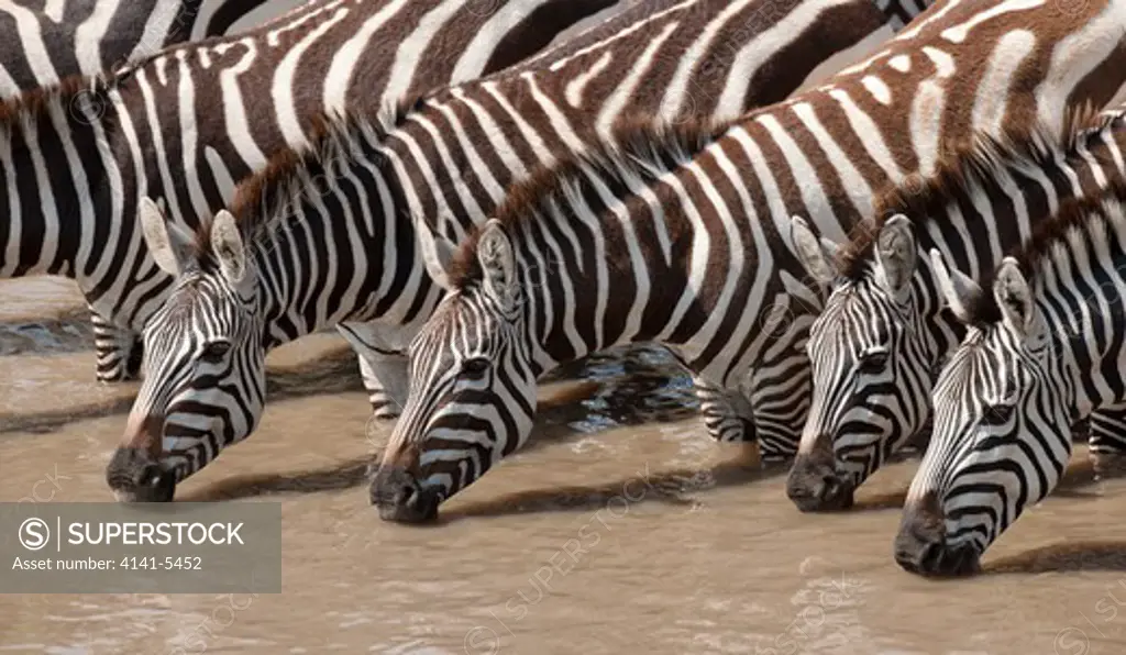 common zebras drink at a river, equus burchelli; masai mara, kenya.