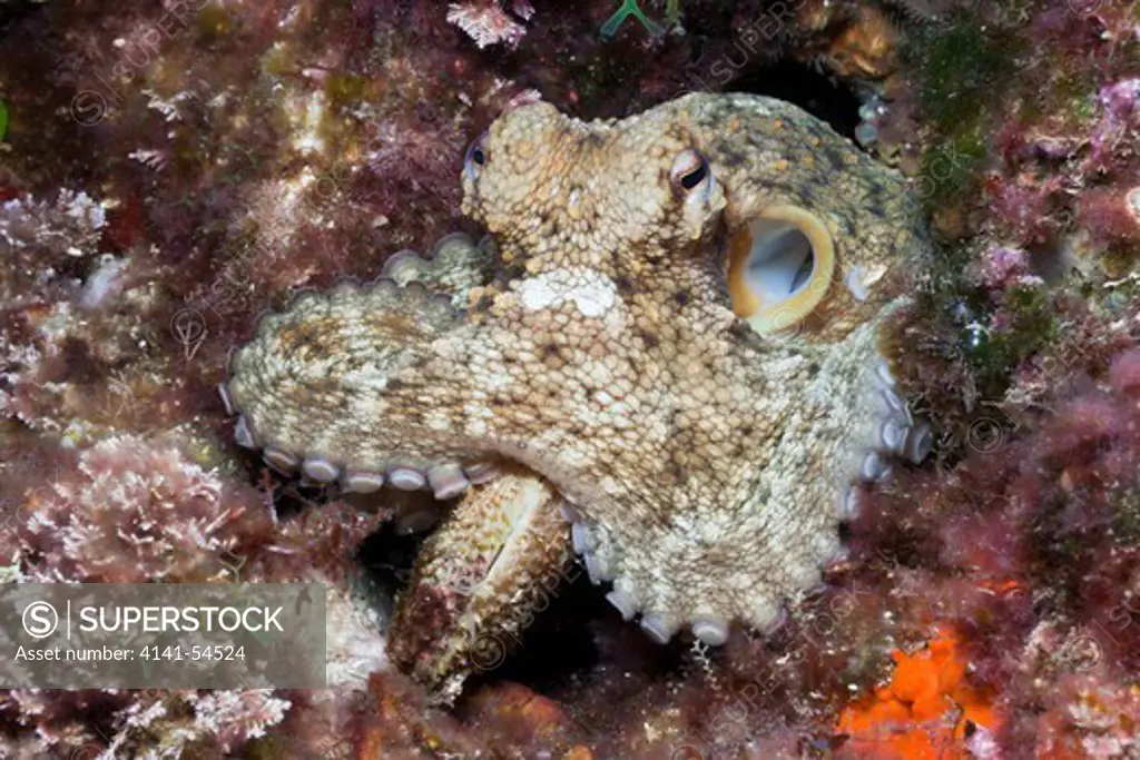 Common Octopus, Octopus Vulgaris, Tamariu, Costa Brava, Mediterranean Sea, Spain