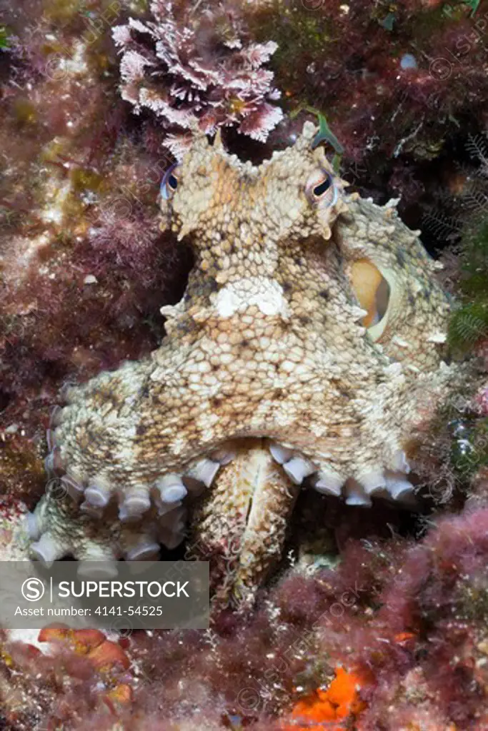 Common Octopus, Octopus Vulgaris, Tamariu, Costa Brava, Mediterranean Sea, Spain