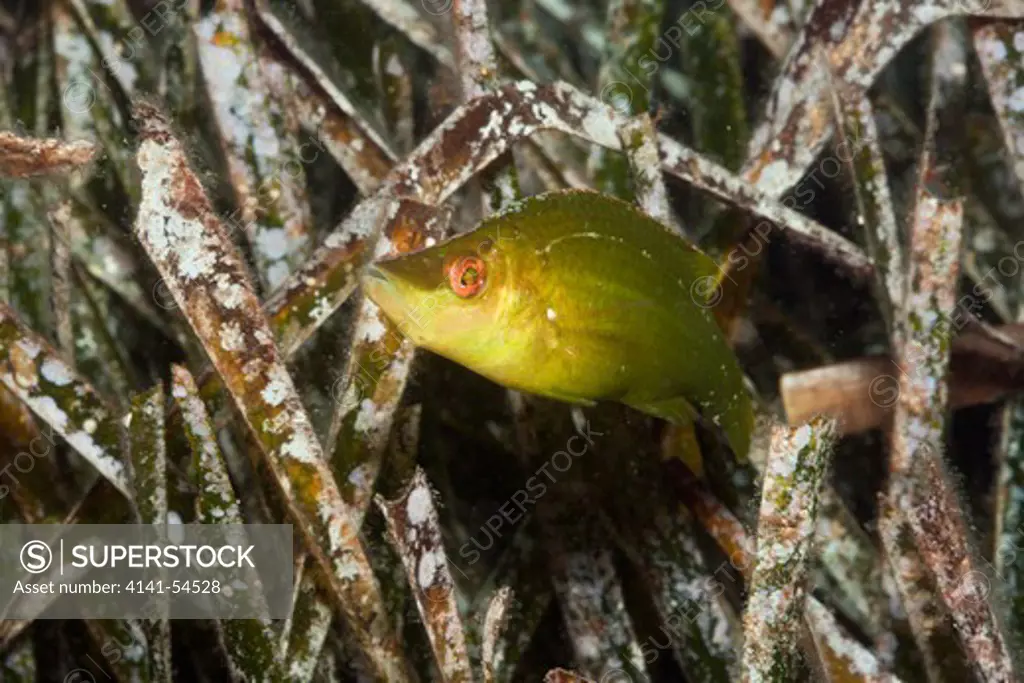 Long-Snouted Wrasse In Seaweed, Symphodus Rostratus, Tamariu, Costa Brava, Mediterranean Sea, Spain